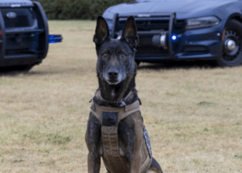 K9 Bane
